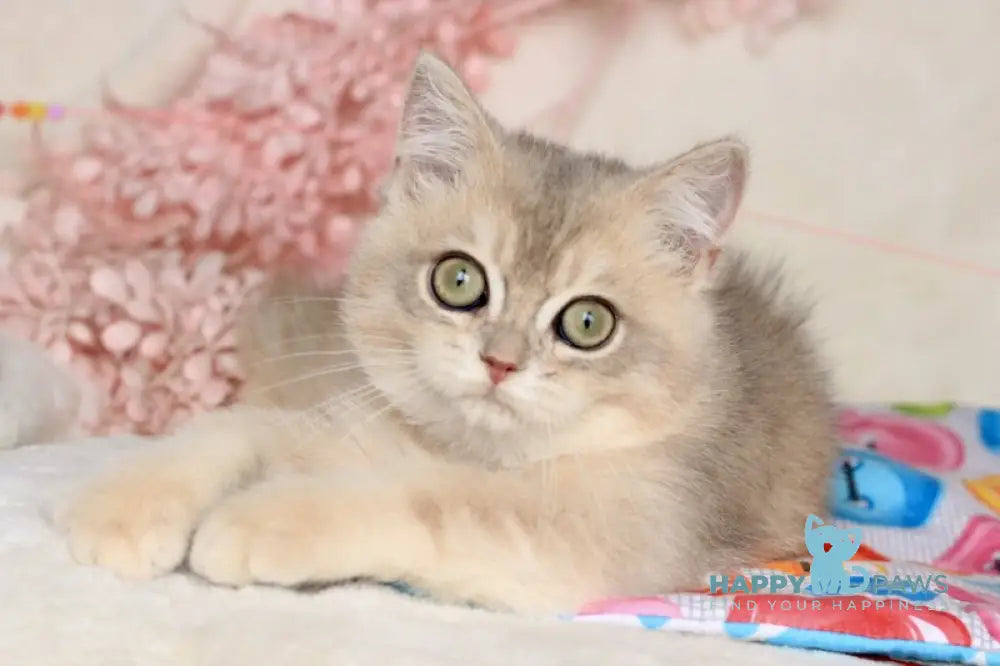 Max British Shorthair male blue golden shaded live animals