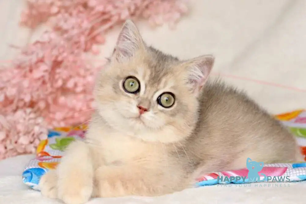 Max British Shorthair male blue golden shaded live animals