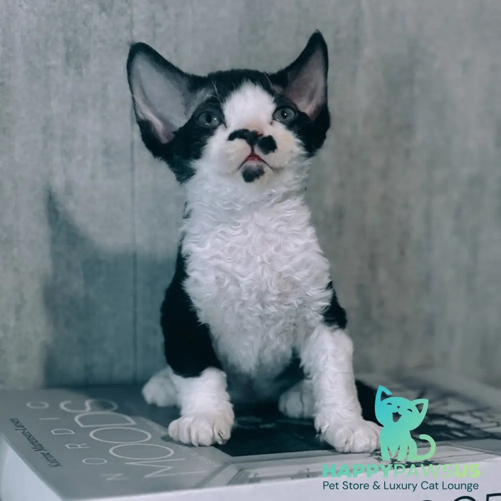 Max Devon Rex male black bicolour - live animals