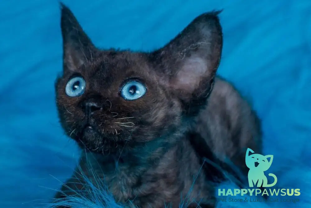 Max Devon Rex male black live animals