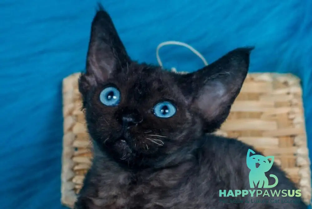 Max Devon Rex male black live animals
