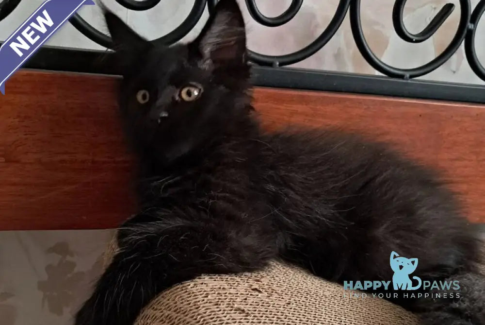 Max Maine Coon male black live animals