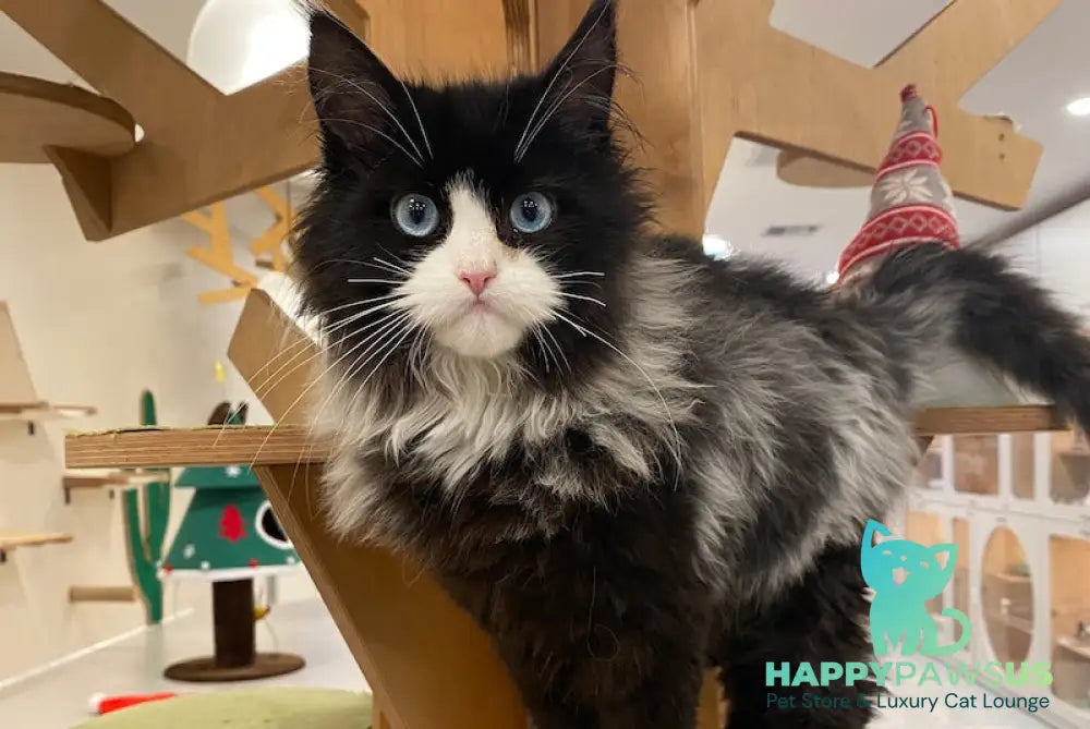 Max Maine Coon male black silver bicolour live animals