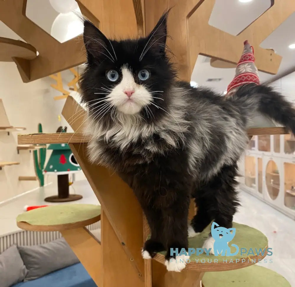 Max Maine Coon male black silver bicolour live animals