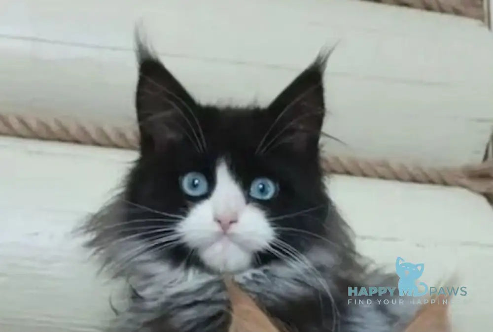 Max Maine Coon male black silver tabby bicolour live animals