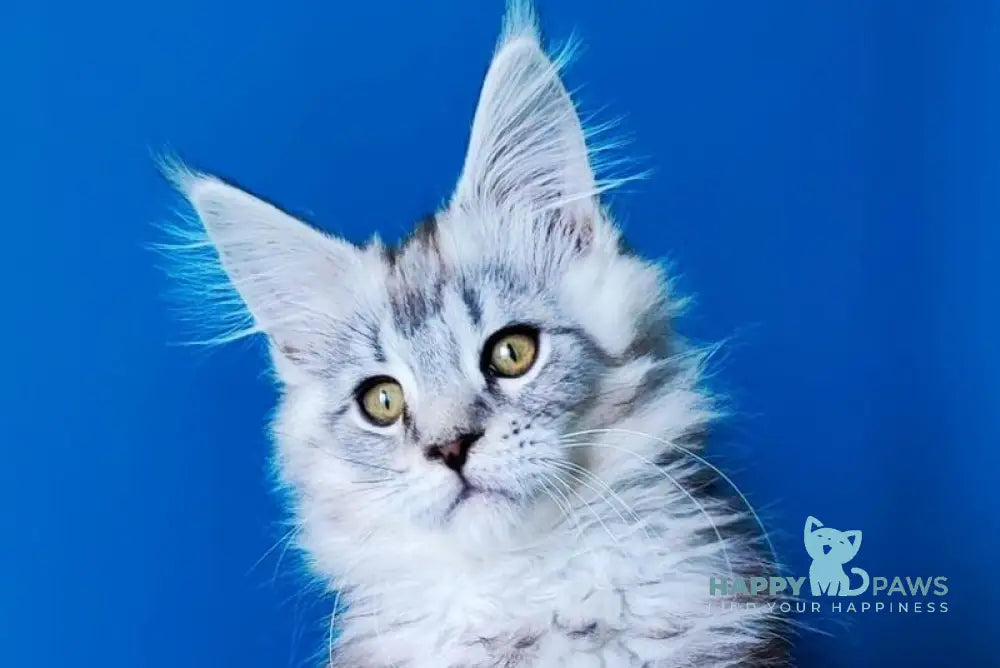 Max Maine Coon male black silver tabby live animals