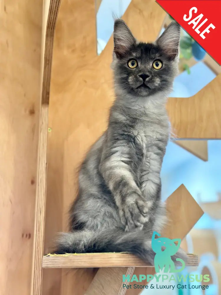 Max Maine Coon male black smoke - live animals