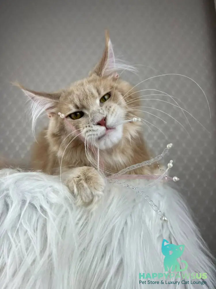 Max Maine Coon male cream silver tabby - live animals