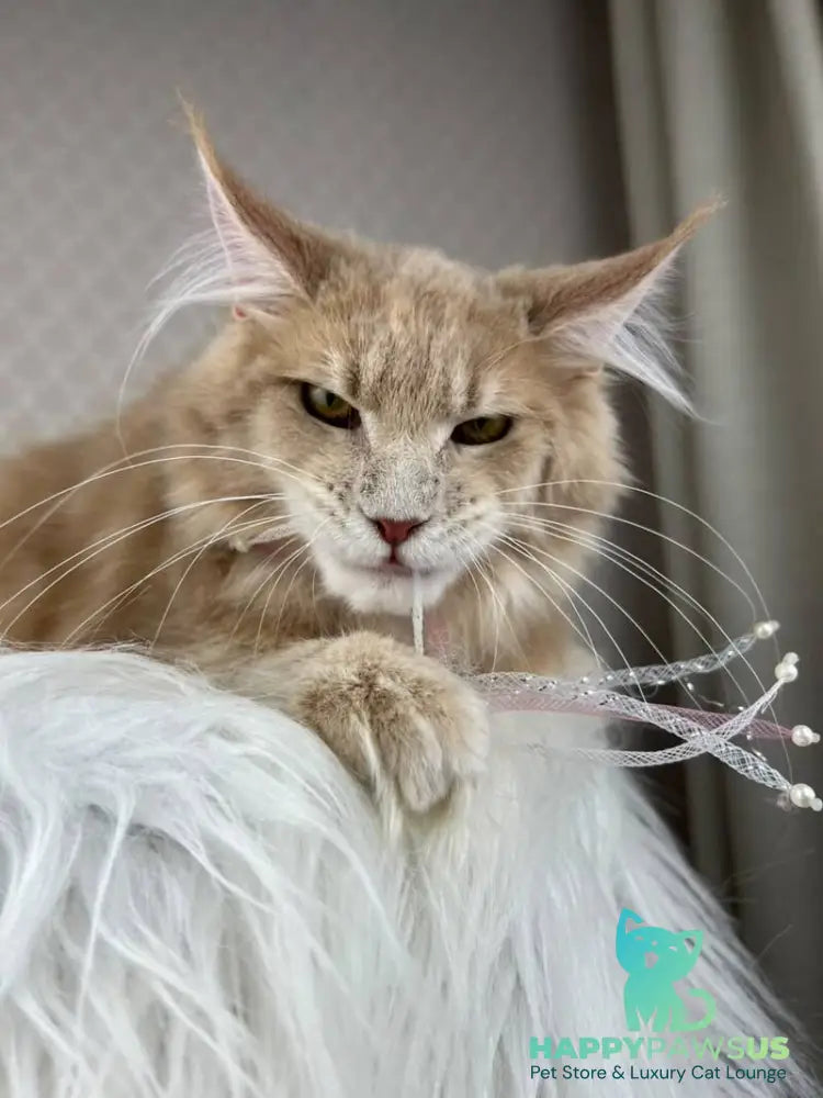 Max Maine Coon male cream silver tabby - live animals