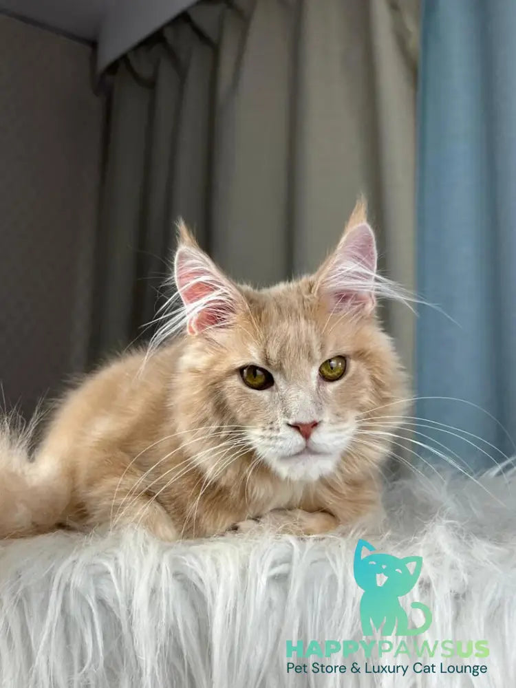 Max Maine Coon male cream silver tabby - live animals