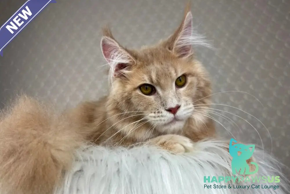 Max Maine Coon male cream silver tabby - live animals