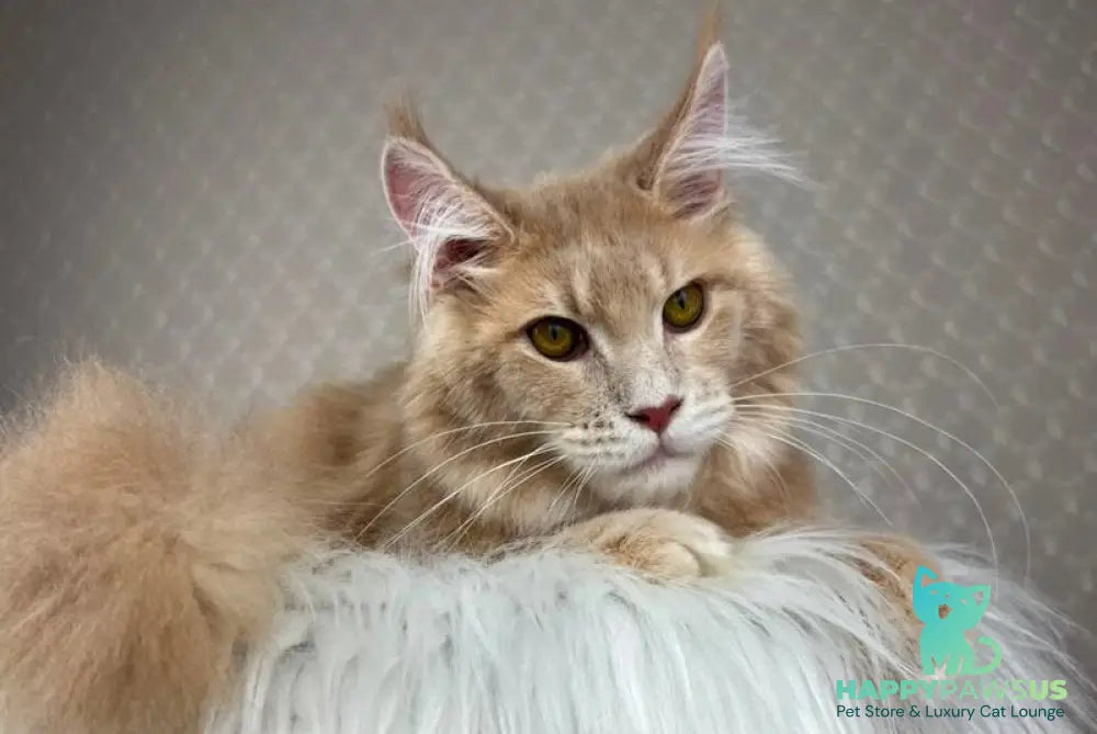 Max Maine Coon male cream silver tabby - live animals