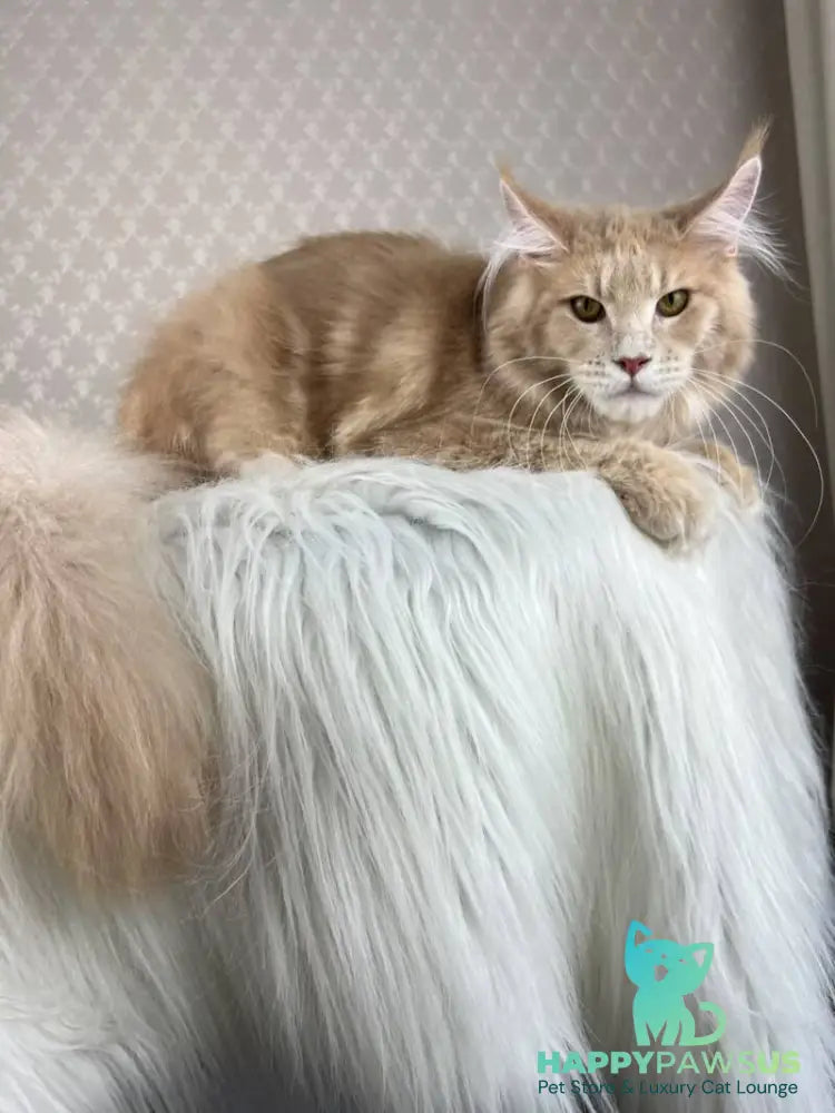 Max Maine Coon male cream silver tabby - live animals