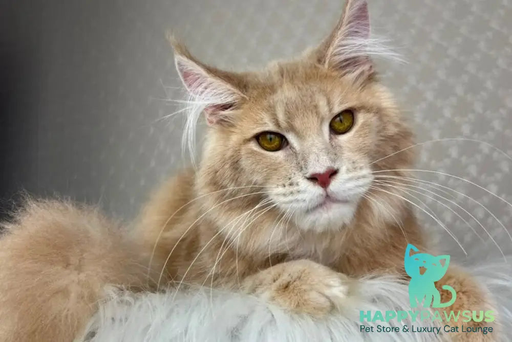 Max Maine Coon male cream silver tabby - live animals