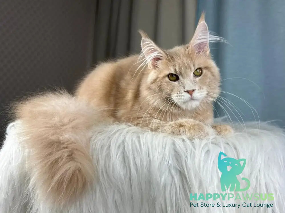 Max Maine Coon male cream silver tabby - live animals