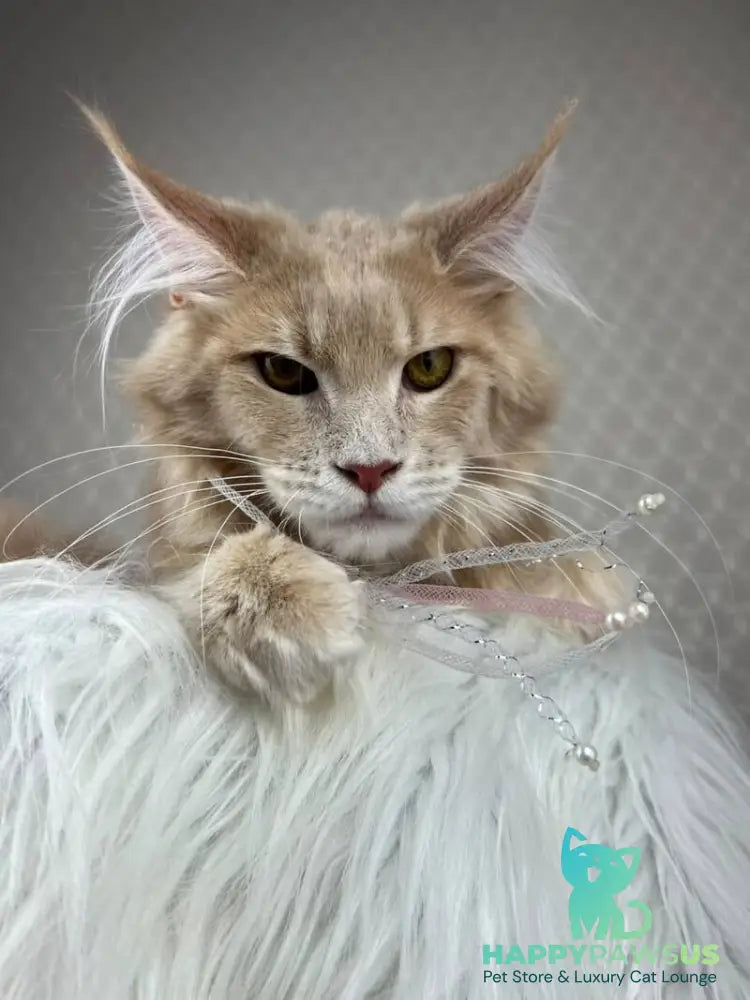 Max Maine Coon male cream silver tabby - live animals