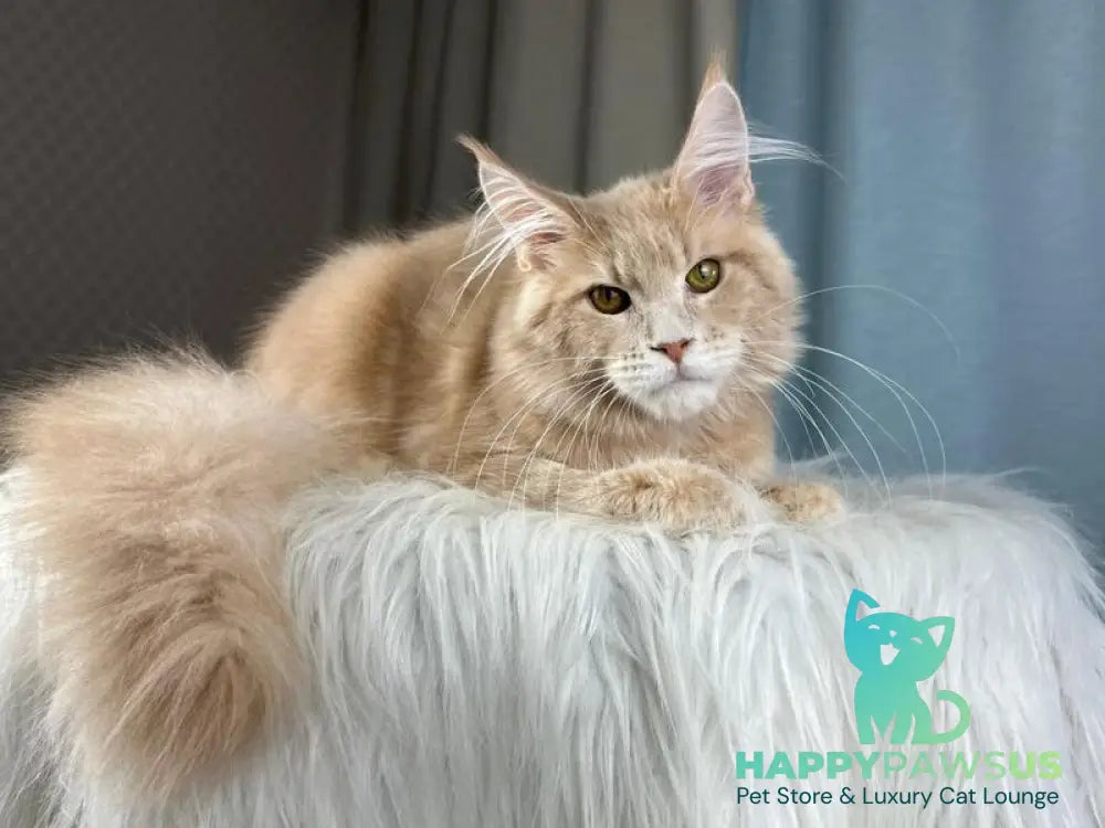 Max Maine Coon male cream silver tabby - live animals