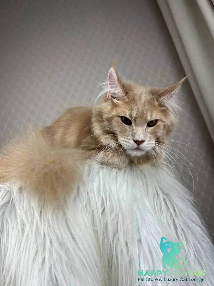 Max Maine Coon male cream silver tabby - live animals