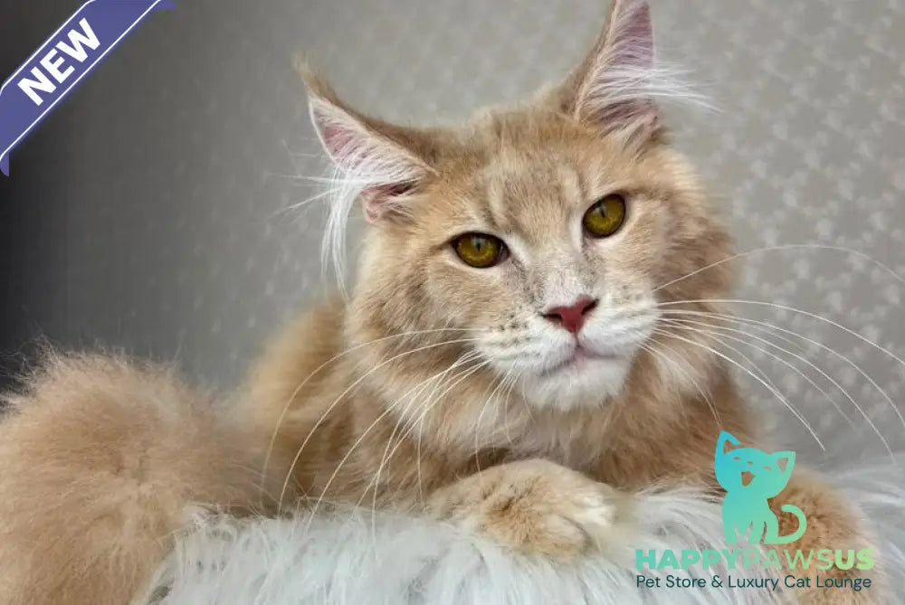Max Maine Coon male cream silver tabby - live animals
