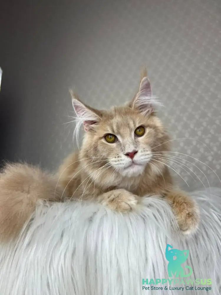 Max Maine Coon male cream silver tabby - live animals