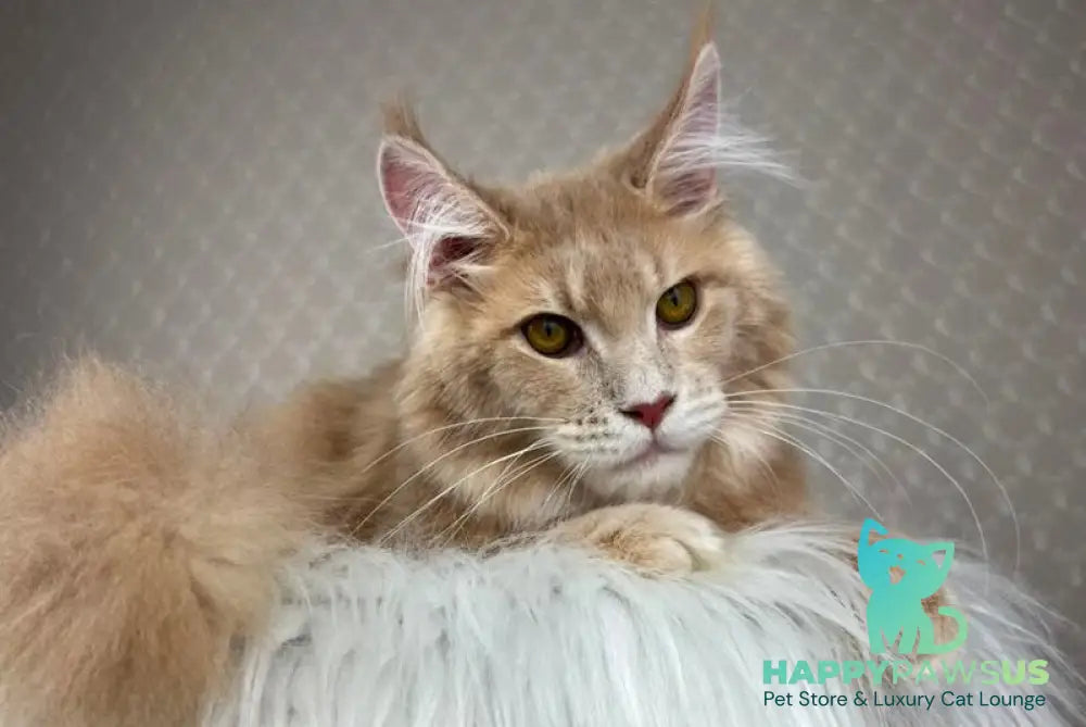 Max Maine Coon male cream silver tabby - live animals