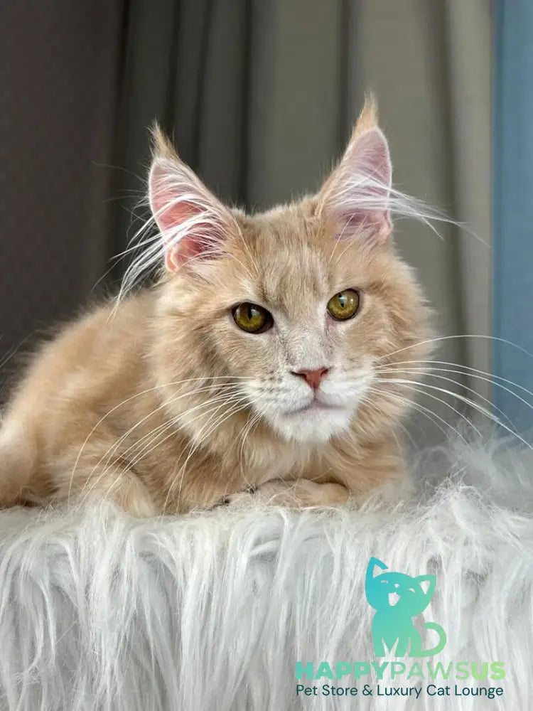 Max Maine Coon male cream silver tabby - live animals