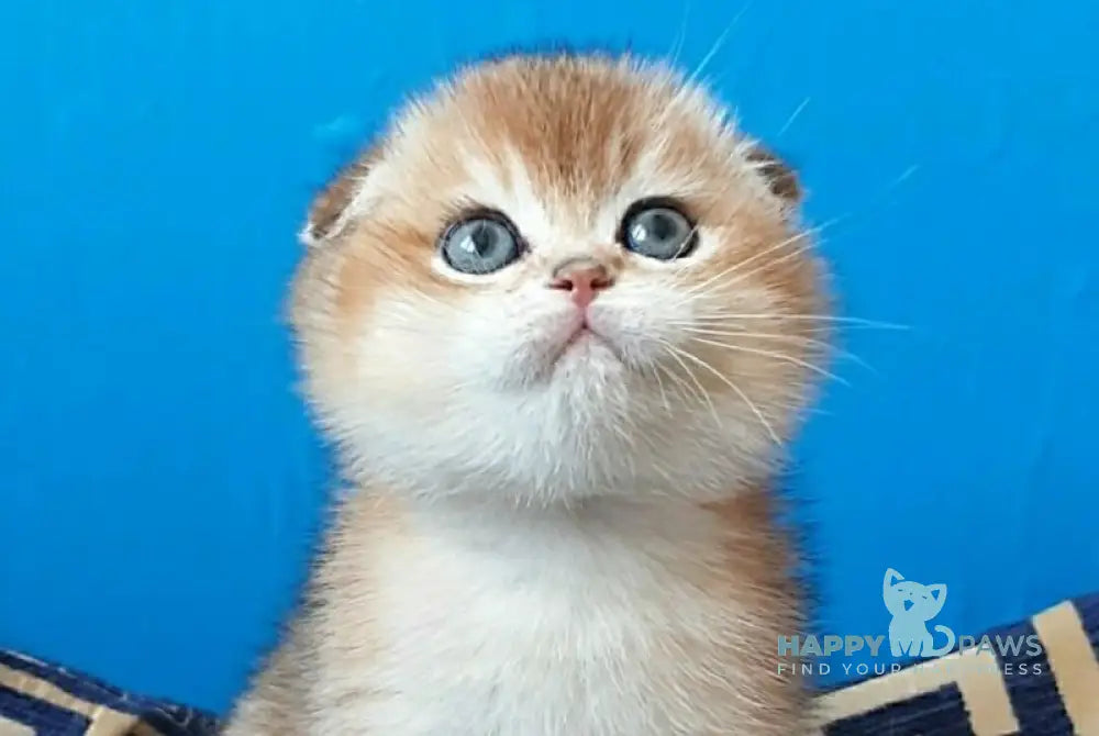 Max Scottish Fold male black golden shaded - live animals