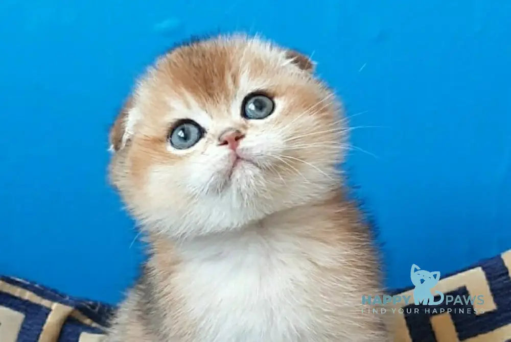 Max Scottish Fold male black golden shaded - live animals
