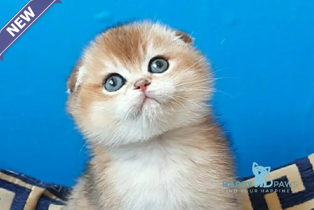 Max Scottish Fold male black golden shaded - live animals