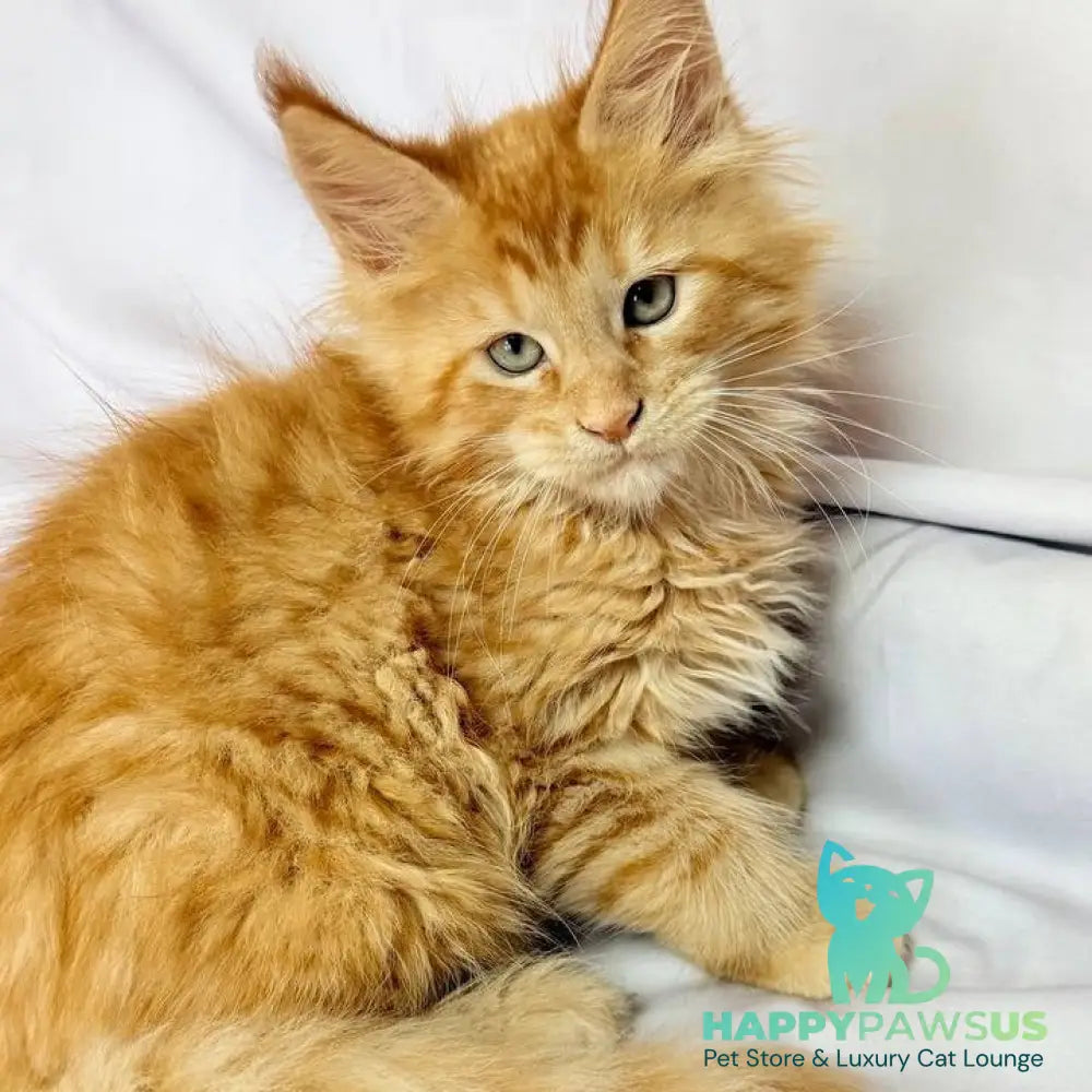 Maximilian Maine Coon male red - live animals