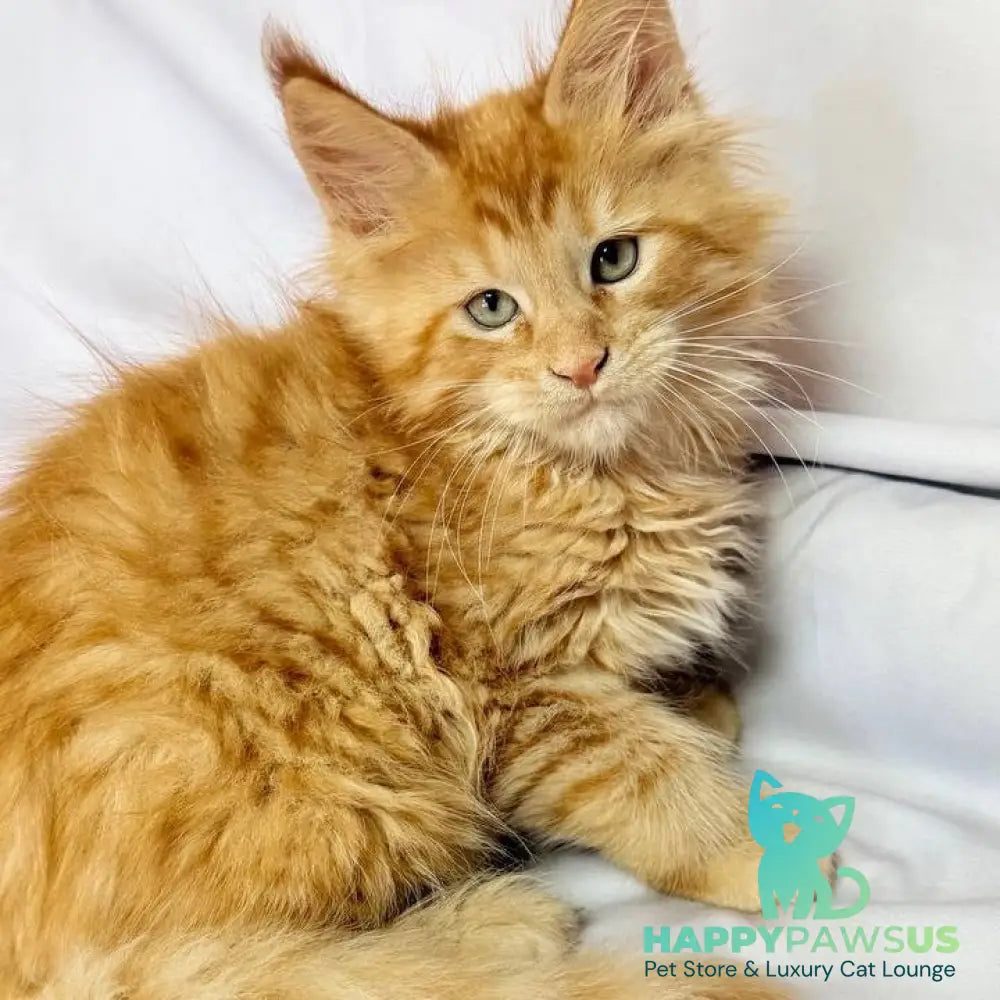 Maximilian Maine Coon male red - live animals