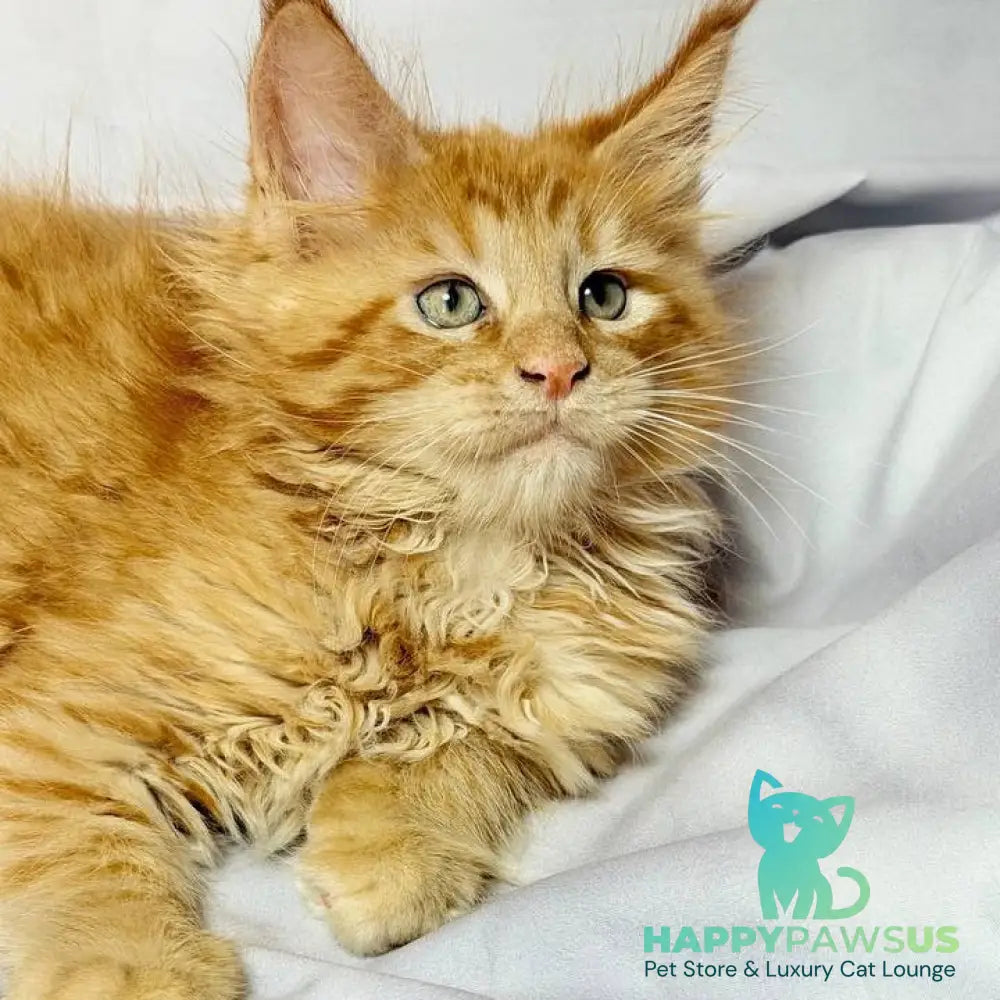Maximilian Maine Coon male red - live animals