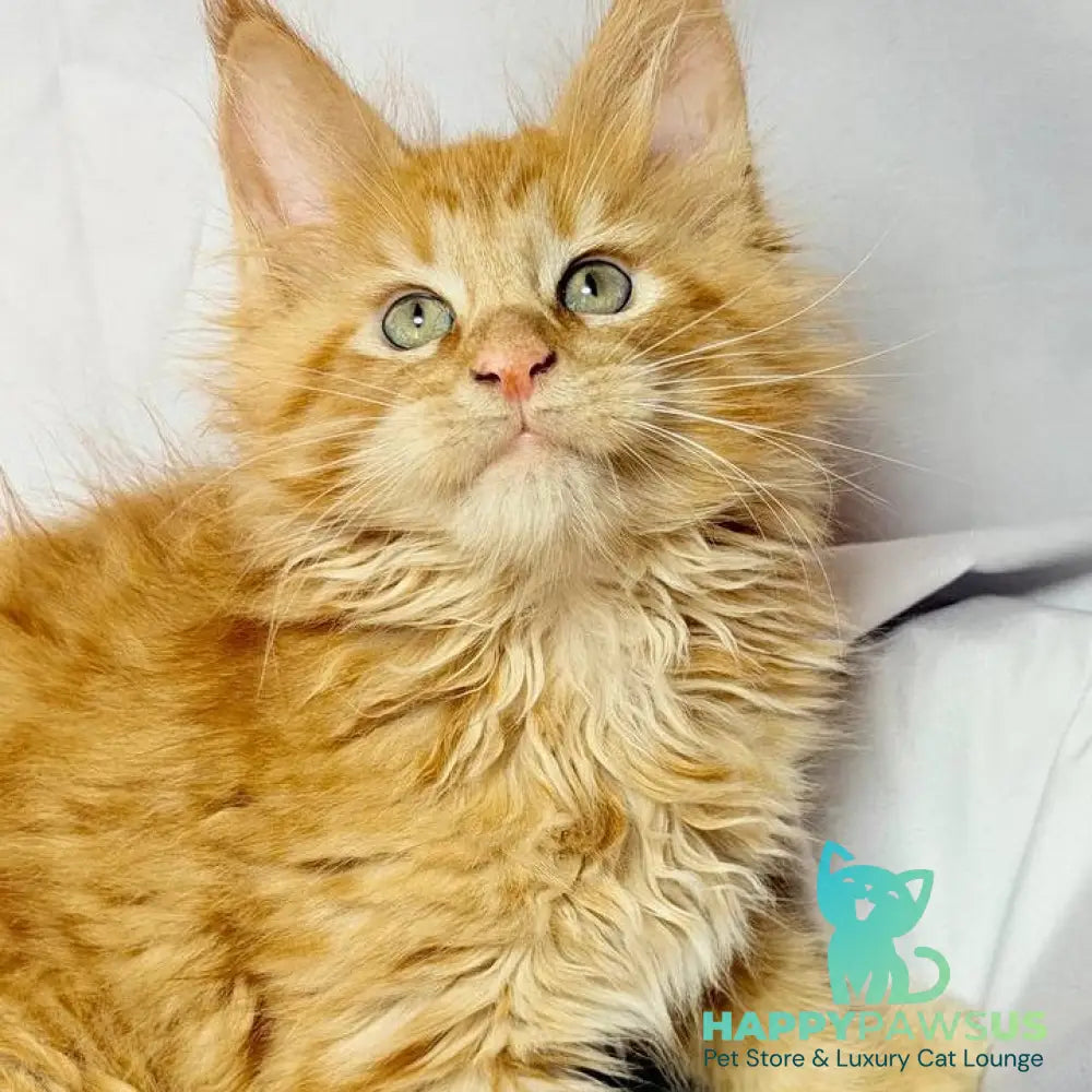 Maximilian Maine Coon male red - live animals