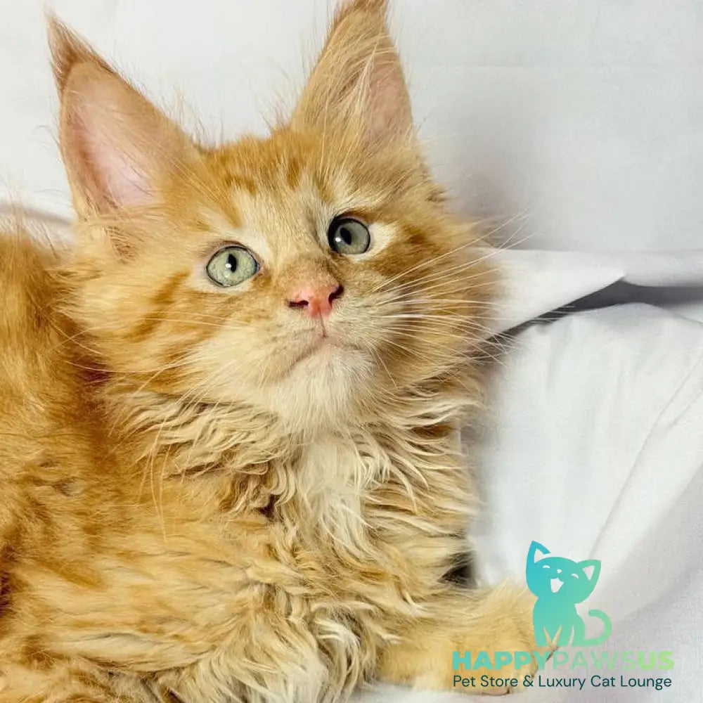 Maximilian Maine Coon male red - live animals