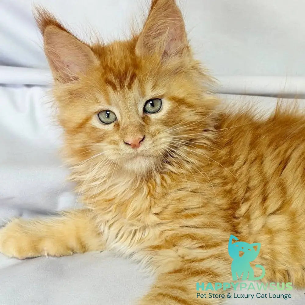Maximilian Maine Coon male red - live animals