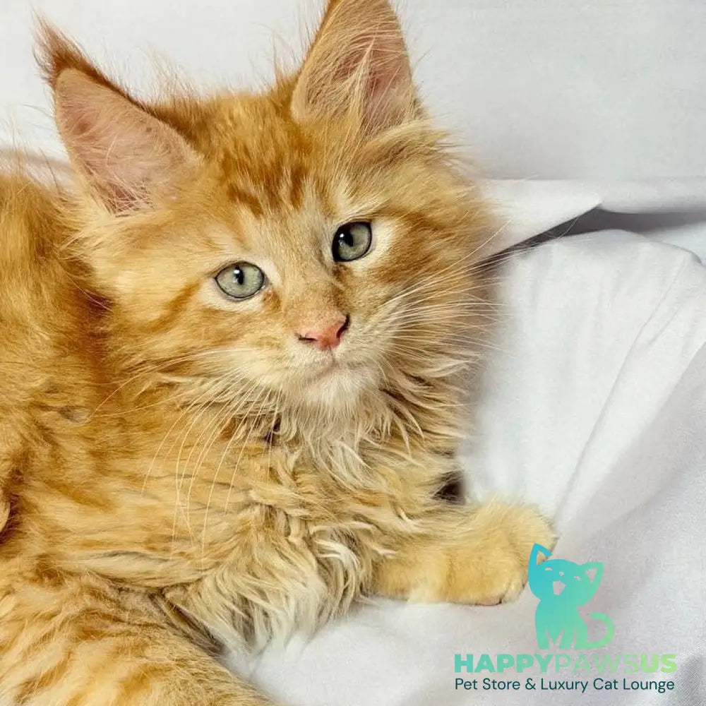 Maximilian Maine Coon male red - live animals