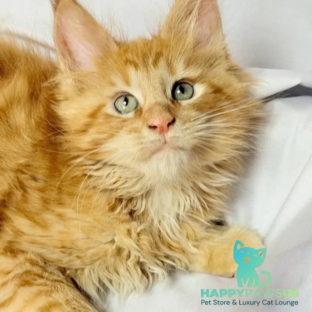 Maximilian Maine Coon male red - live animals