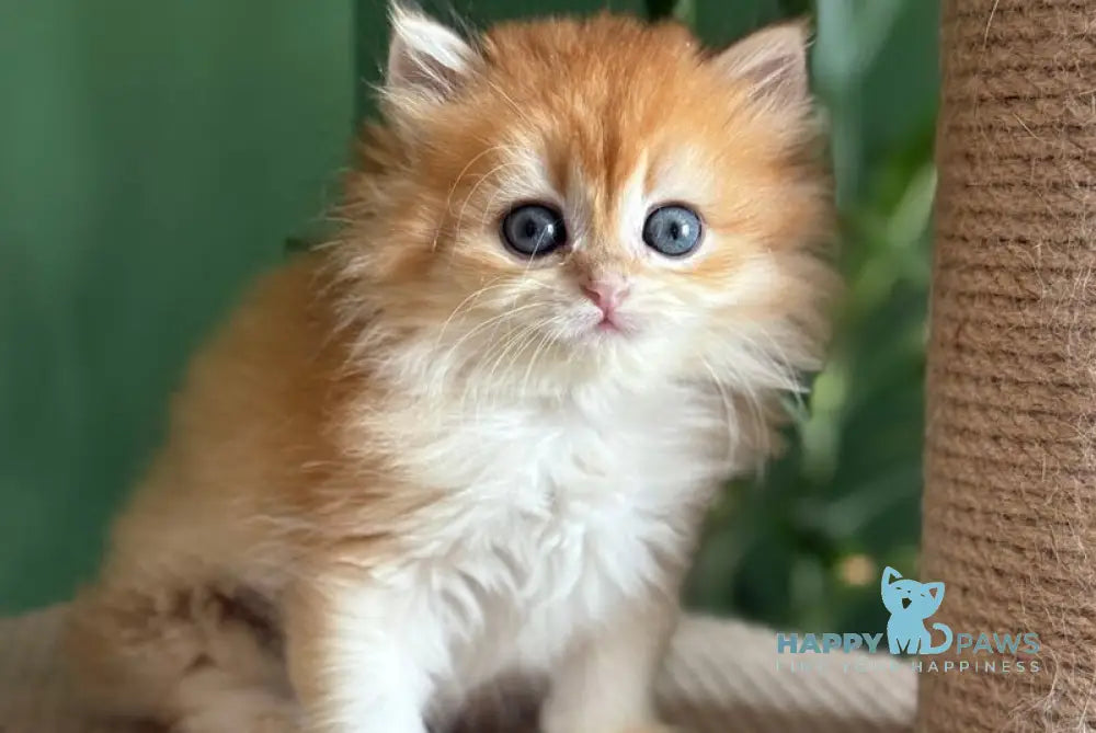 Maximus British Longhair male black golden chinchilla live animals