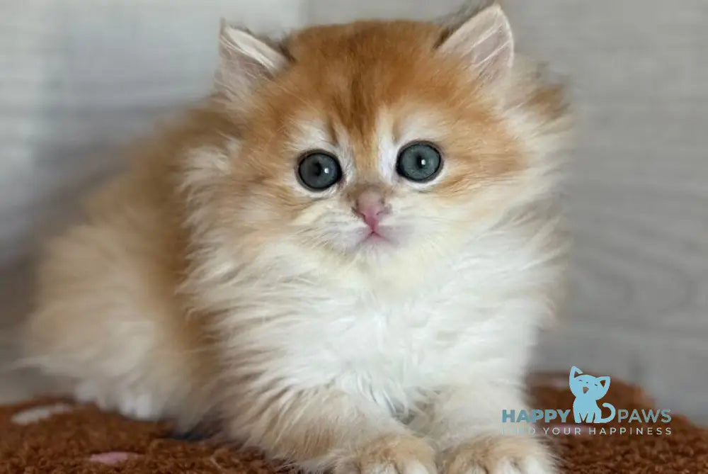 Maximus British Longhair male black golden chinchilla live animals