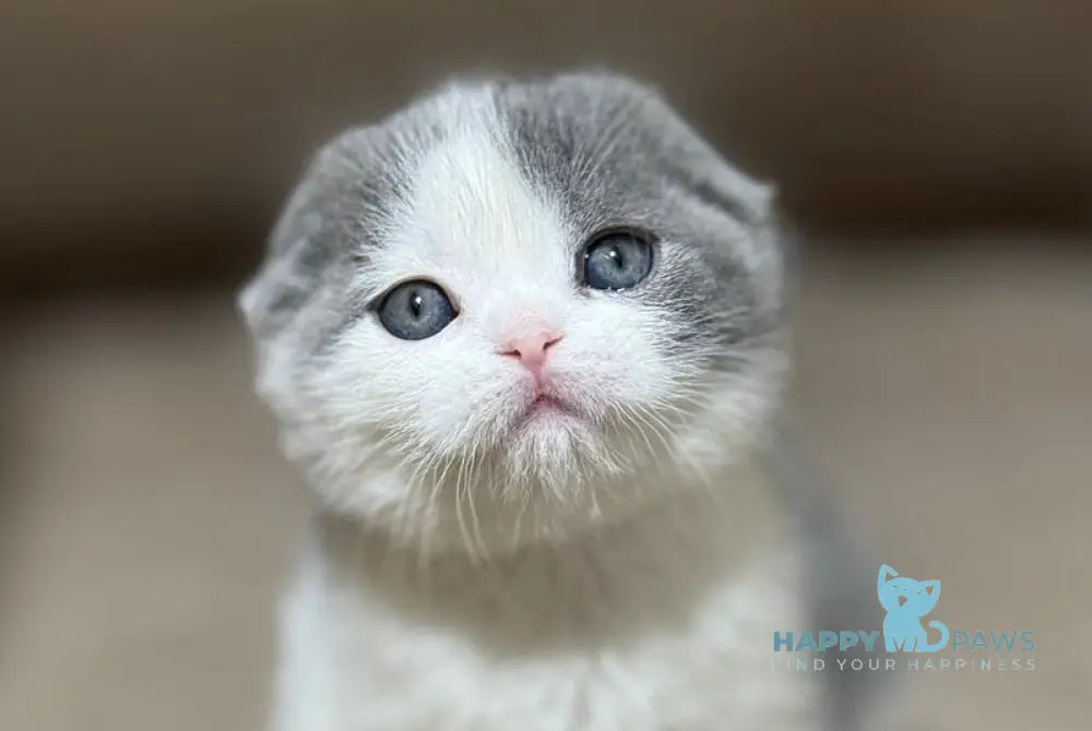 Maximus Scottish Fold male blue bicolour live animals