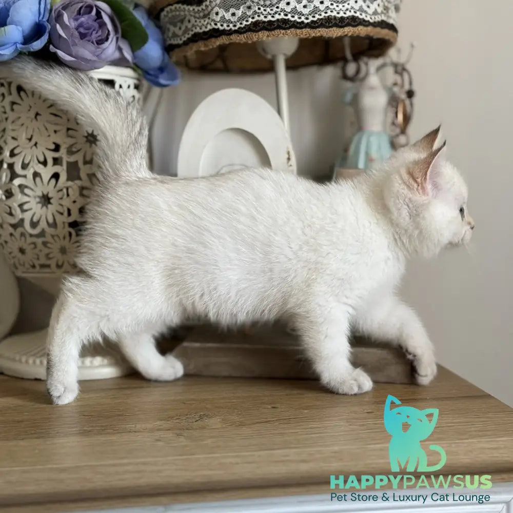 Maya British Shorthair female black golden shaded pointed - live animals