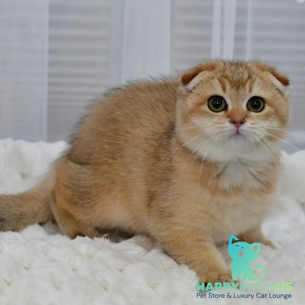 Maya Scottish Fold female black golden shaded - live animals