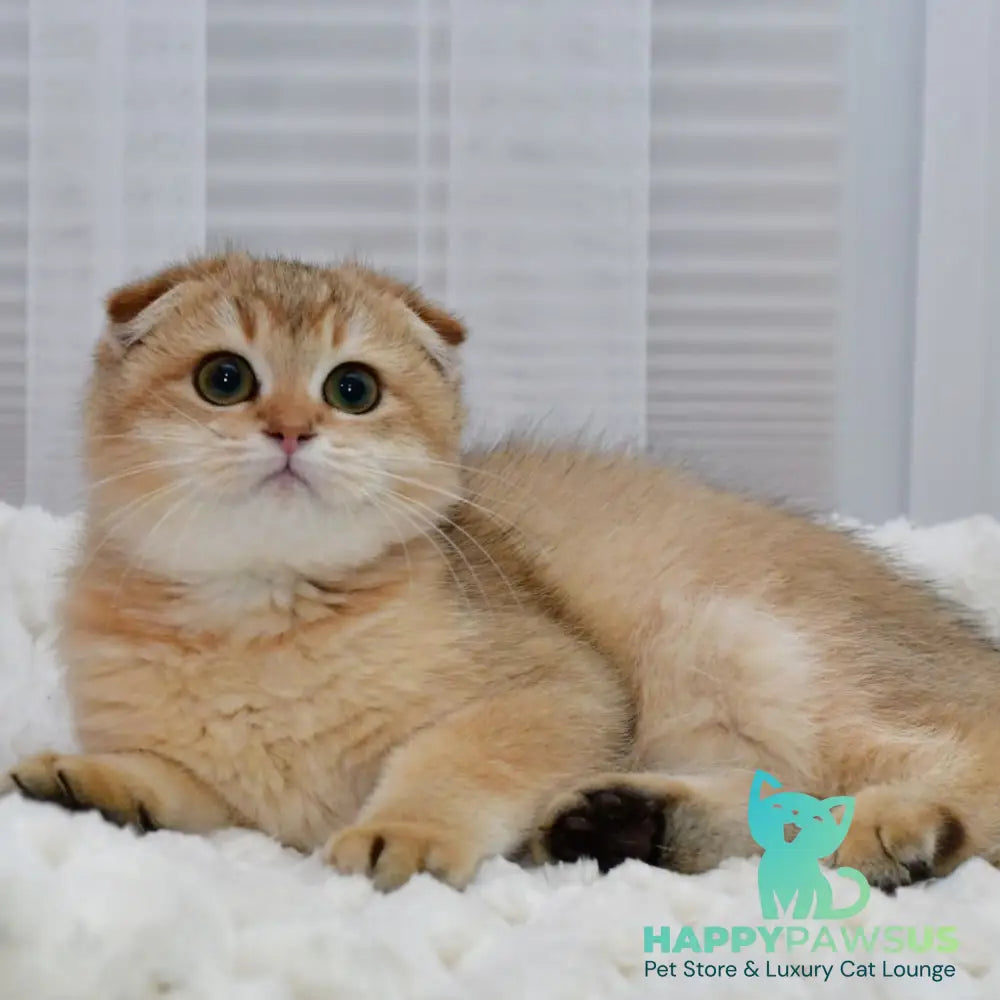 Maya Scottish Fold female black golden shaded - live animals