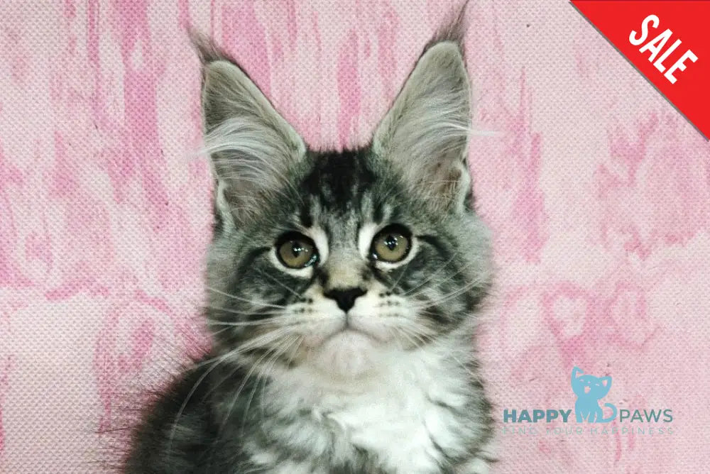 Maybach Maine Coon male black silver tabby with white live animals