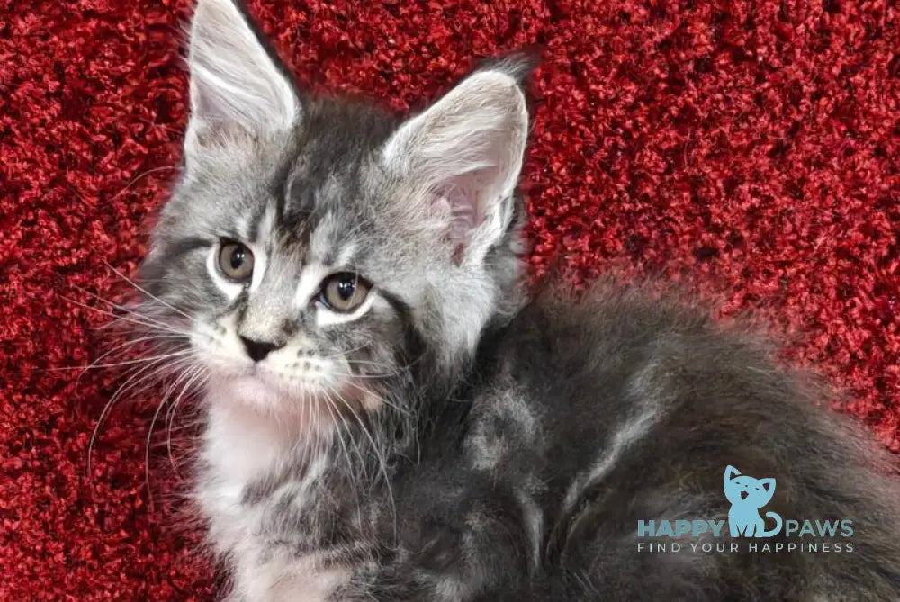 Maybach Maine Coon male black silver tabby with white live animals