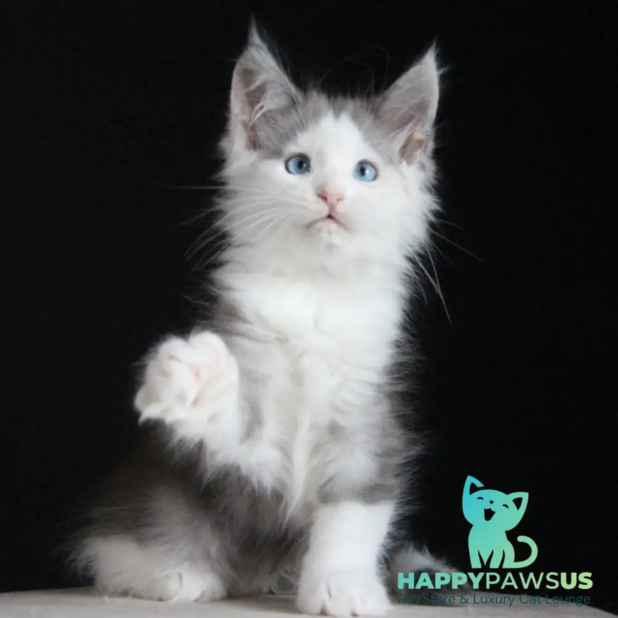 Mechta Maine Coon female blue tabby bicolour - live animals