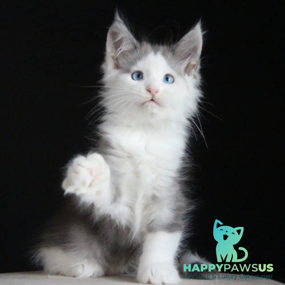 Mechta Maine Coon female blue tabby bicolour - live animals