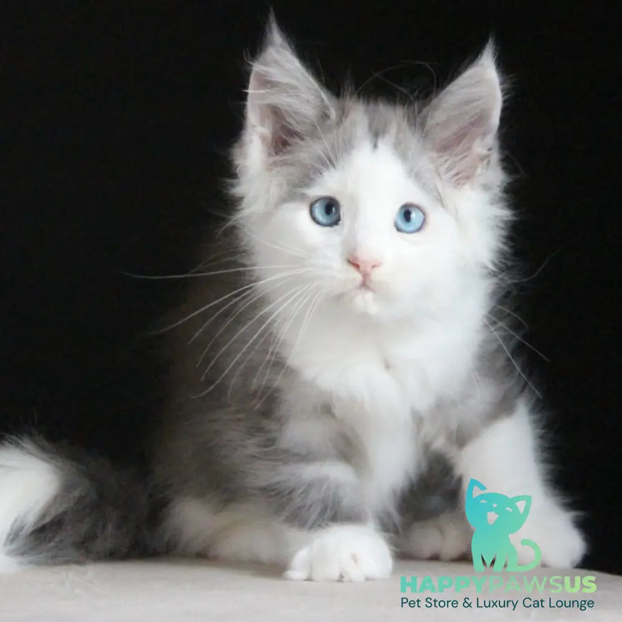 Mechta Maine Coon female blue tabby bicolour - live animals