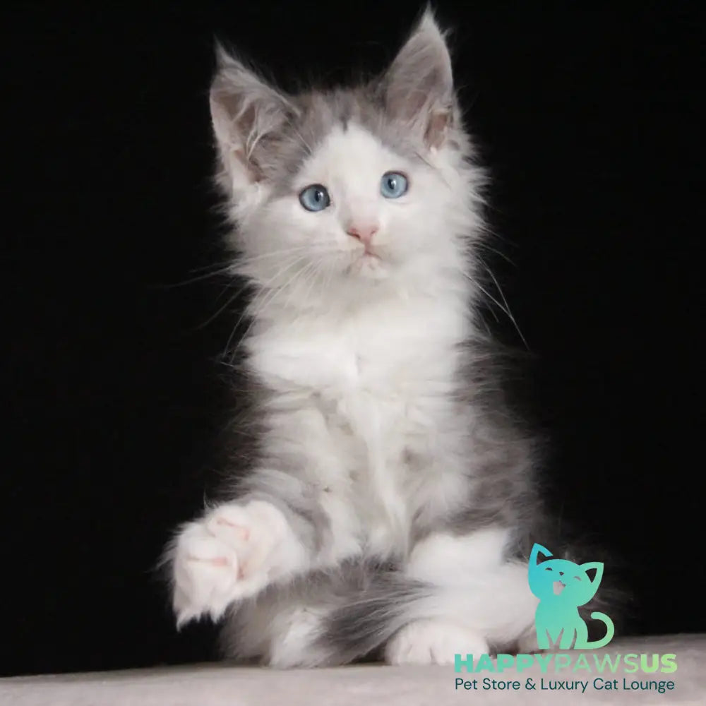 Mechta Maine Coon female blue tabby bicolour - live animals