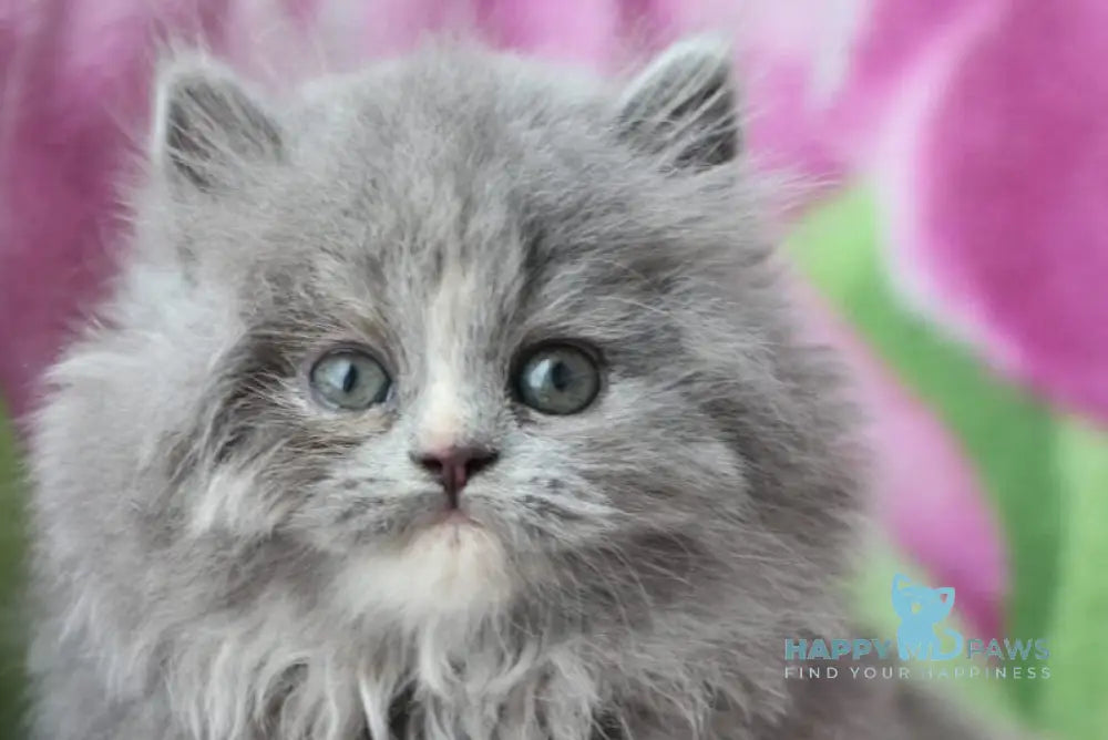 Medea British Longhair female blue live animals